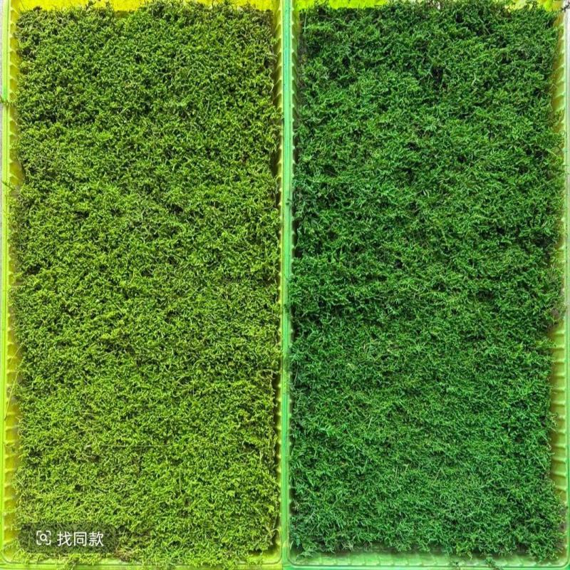 各种苔藓，有需要的联系