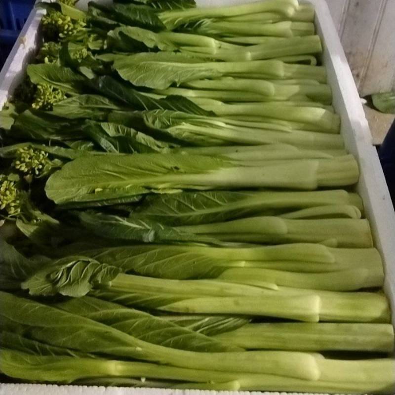 连州迟菜心