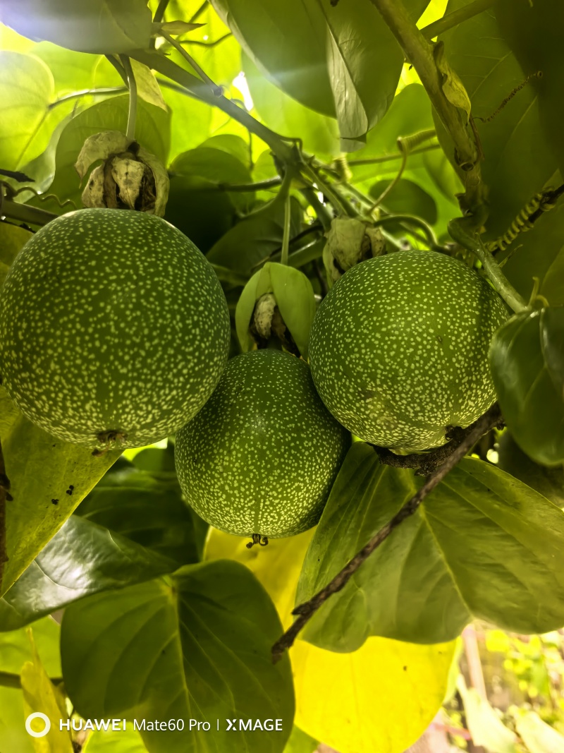 西双版纳热情果