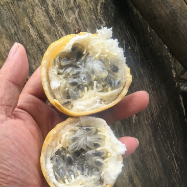 西双版纳热情果