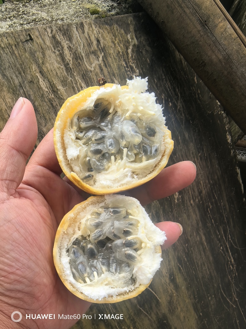西双版纳热情果