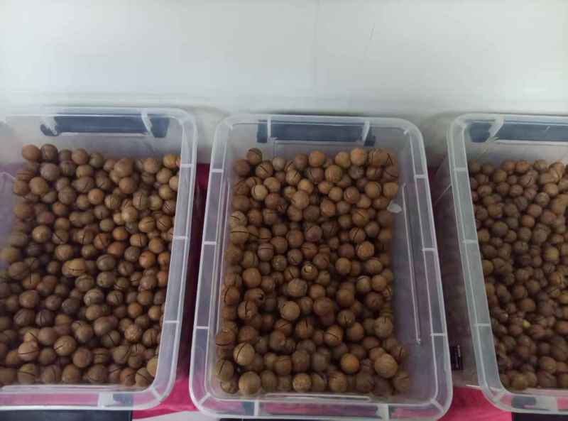 夏威夷果季节品随时有货有量有价