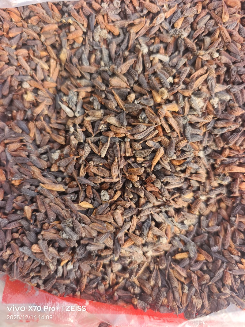 红花对叶高产大百部种子，品种纯正，种子饱满，发芽好