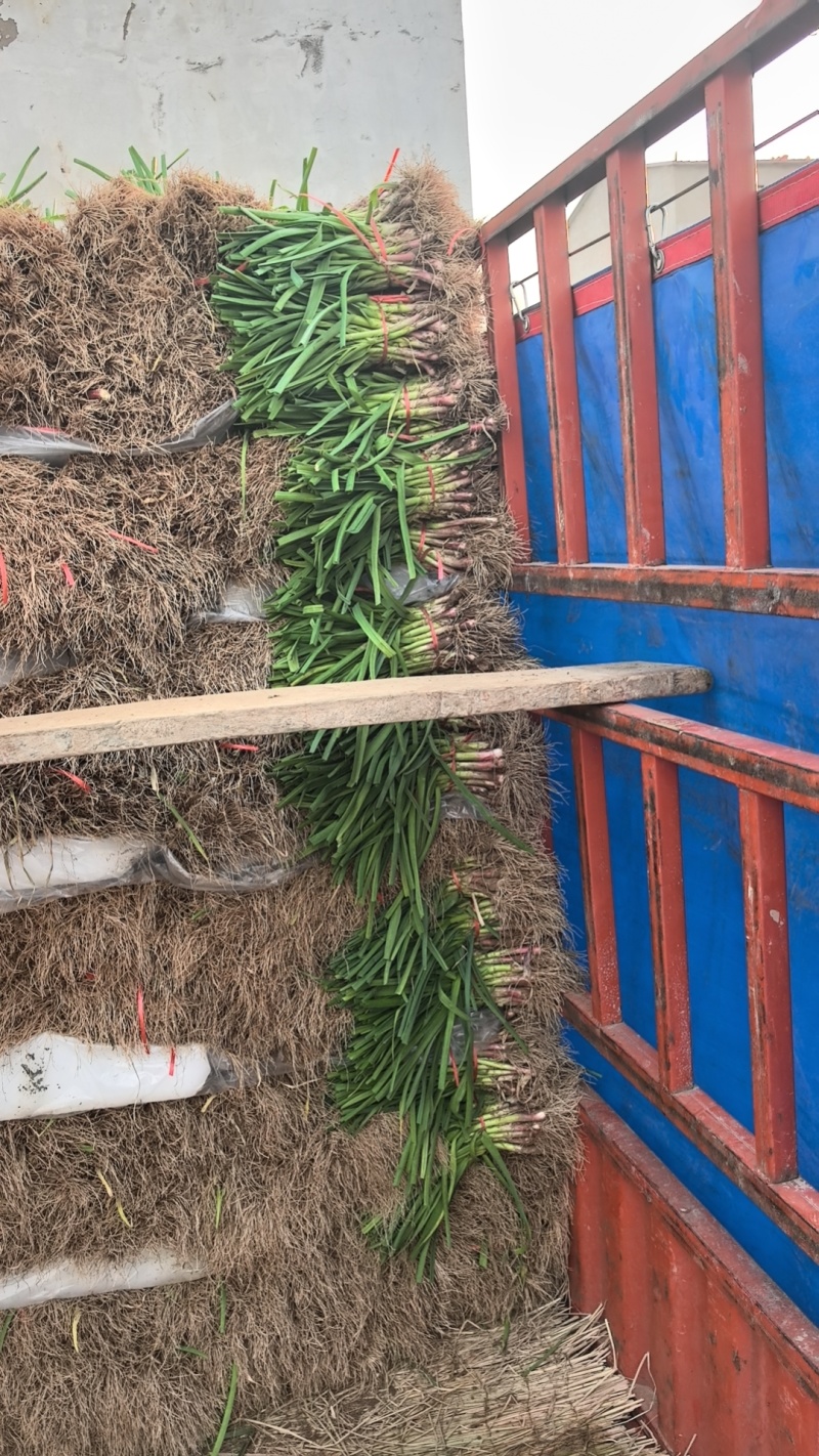 中牟蒜苗，根红窄叶，手工净。叶面厚，耐运输。耐存放。