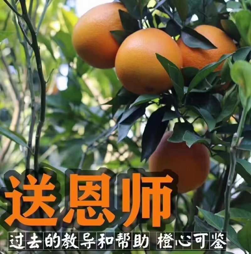 赣南脐橙