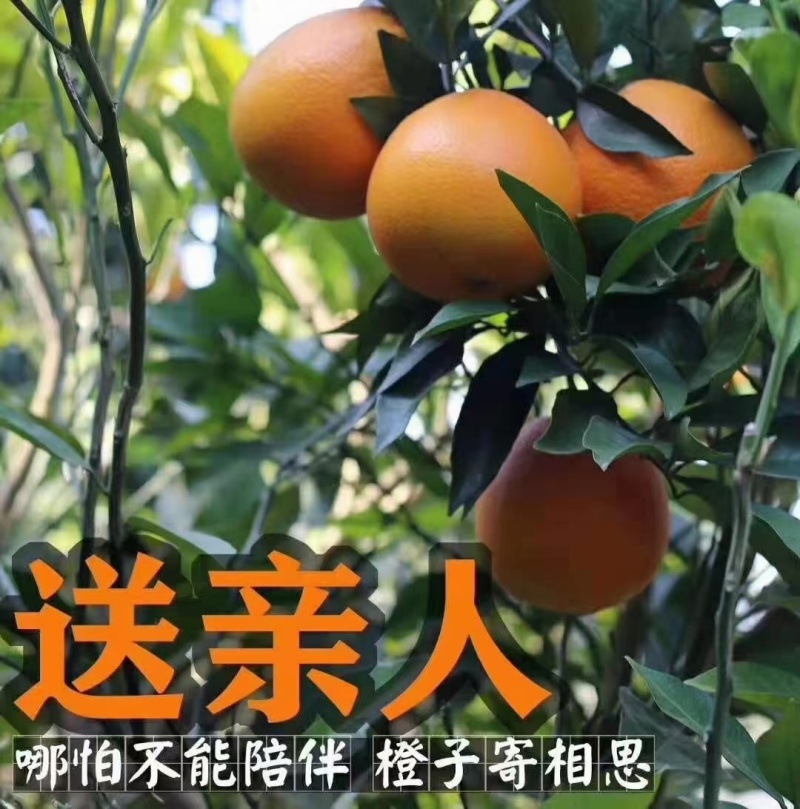 赣南脐橙