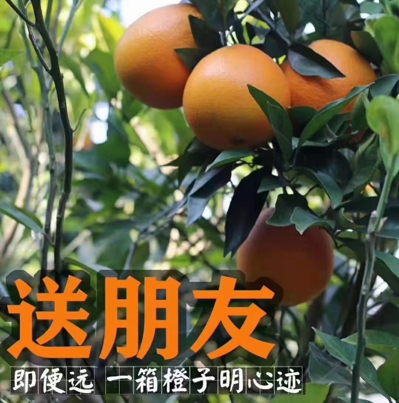 赣南脐橙