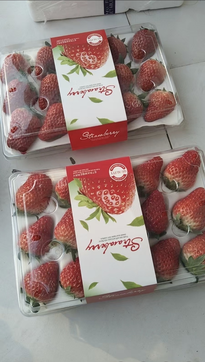 精品红颜草莓、产地直发对接电商超量大从优质量保证欢迎咨