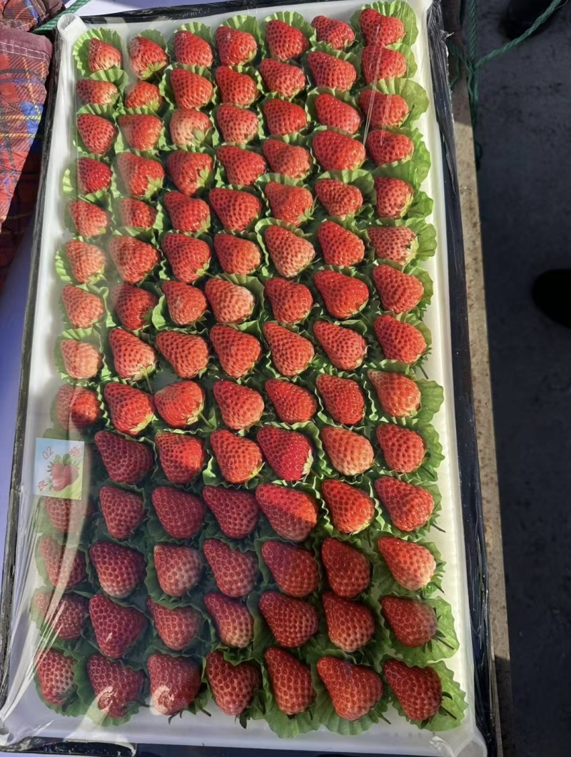 精品红颜草莓、产地直发对接电商超量大从优质量保证欢迎咨