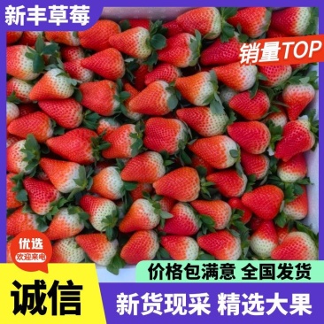 新丰草莓，硬度高，甜度高，适合长途运输，对接电商批发