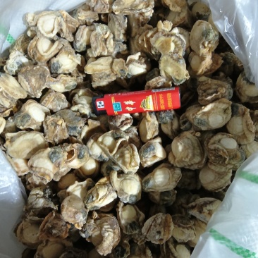 80/100.60/80港湾全贝肉