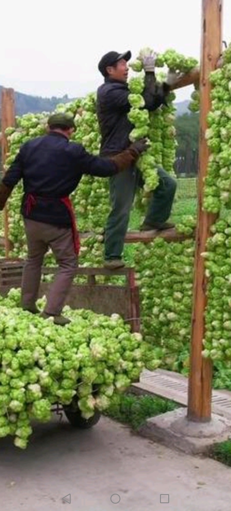 重庆市涪陵风干榨菜头，