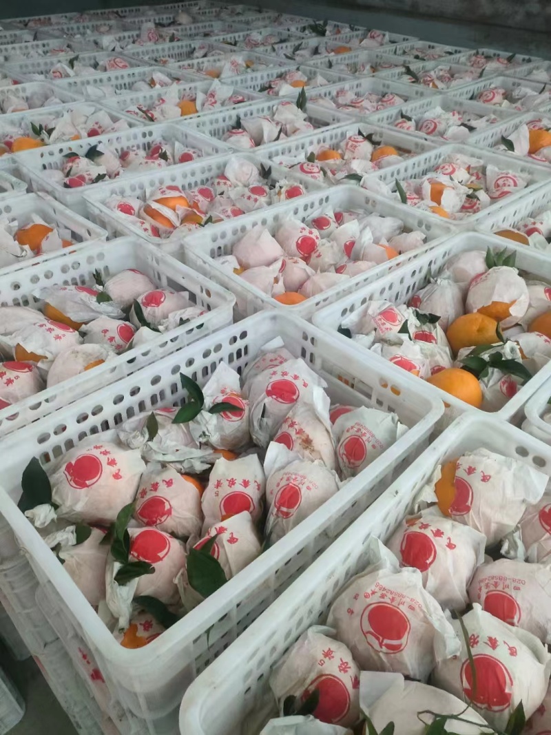耙耙柑基地直发现摘现发品质保证量大从优全国发货