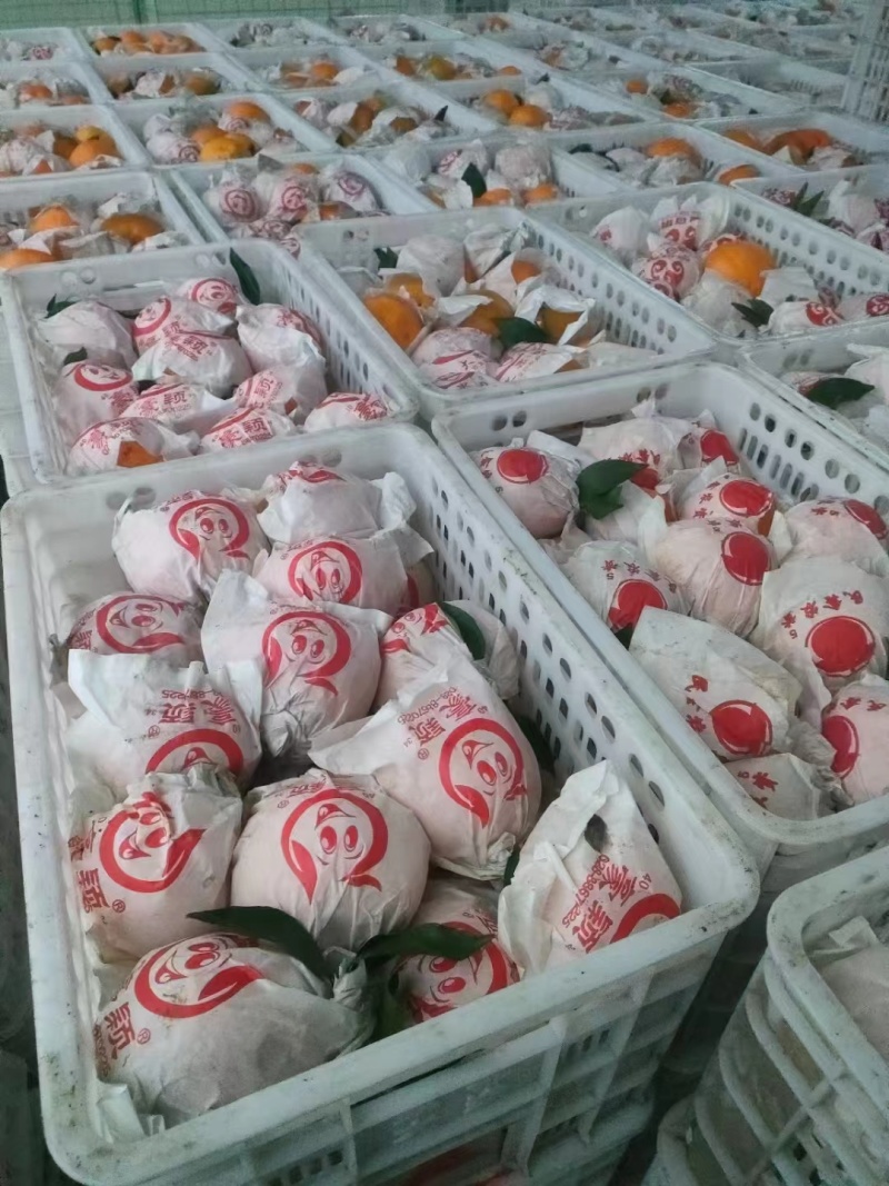 耙耙柑基地直发现摘现发品质保证量大从优全国发货