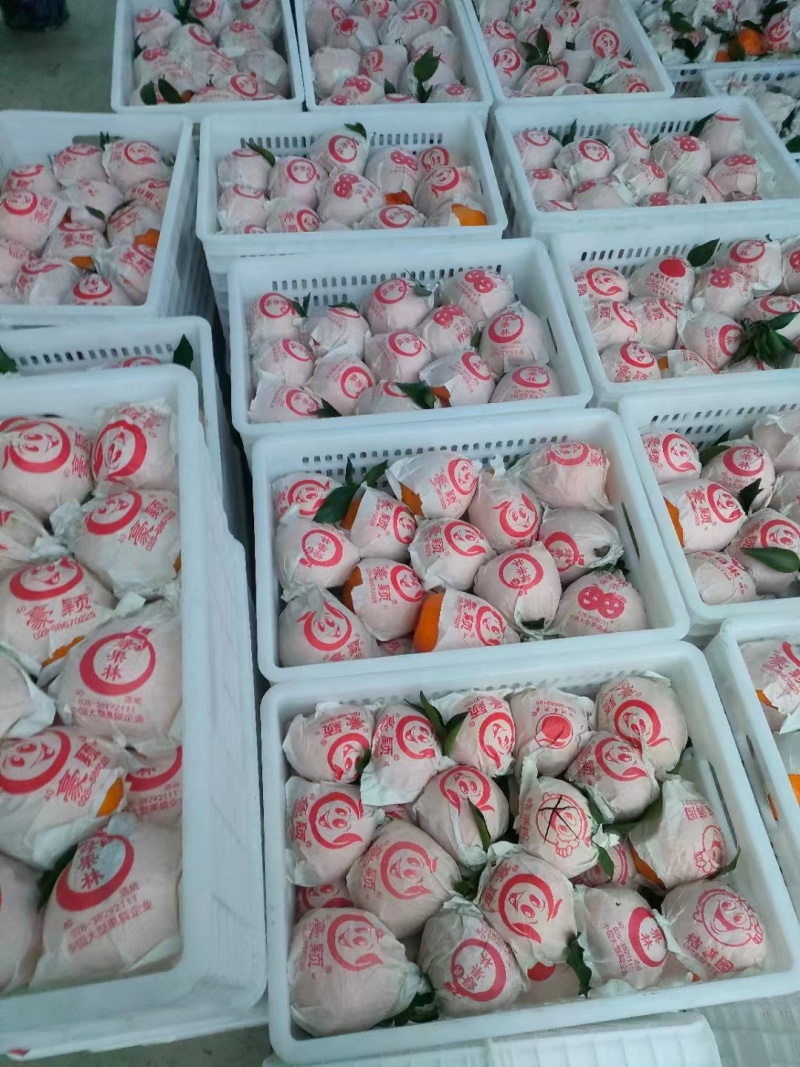 耙耙柑基地直发现摘现发品质保证量大从优全国发货