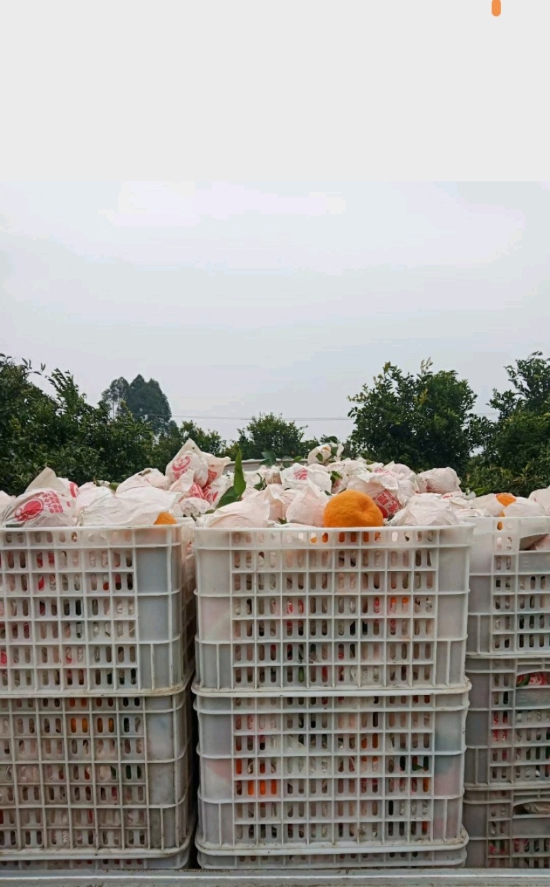 不知火丑柑量大从优基地直发一手货源诚信经营