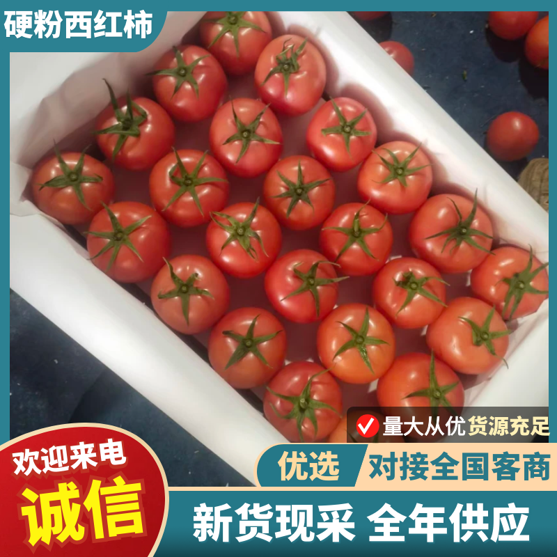 精品西红柿山东西红柿大量上市物美价廉无空洞果。