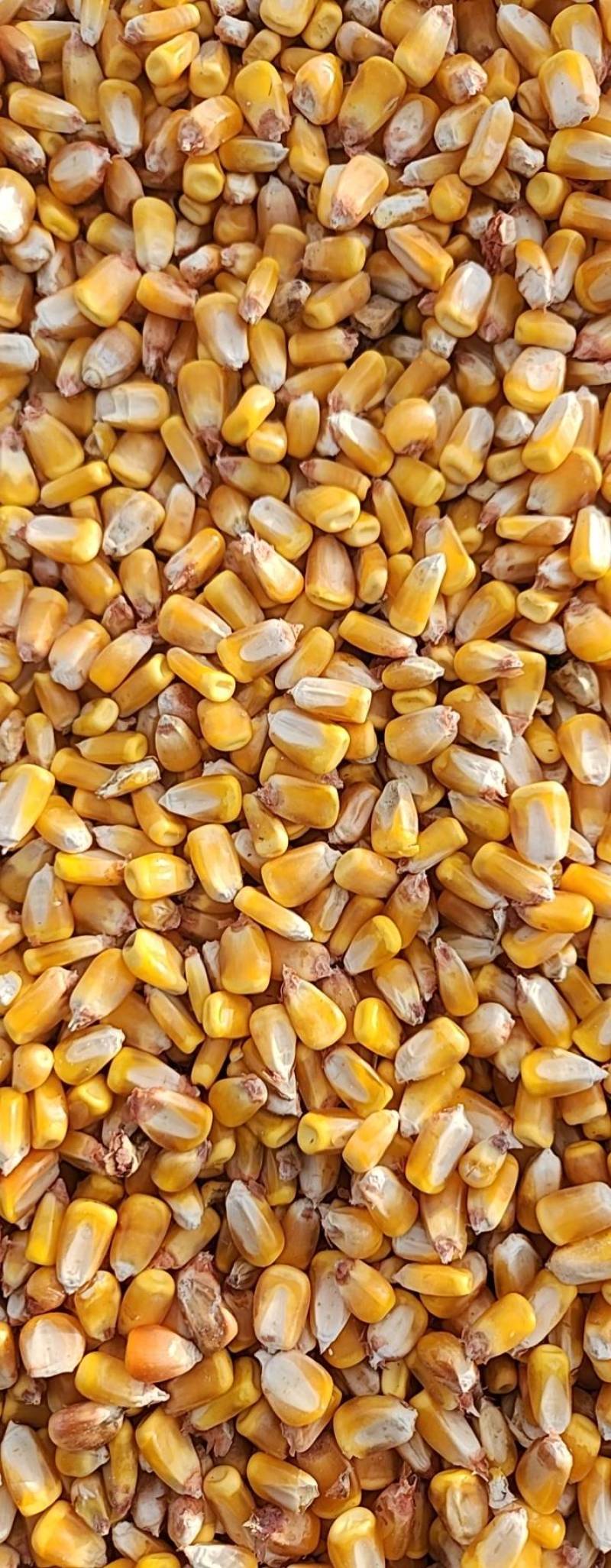 大量出售25年黑龙江烘干玉米