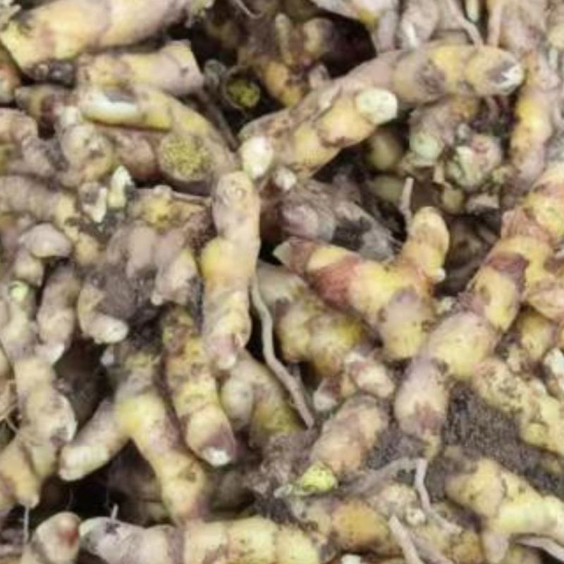 正宗广西姜黄野生姜黄新鲜野生姜黄红姜姜黄新鲜现挖药用黄姜