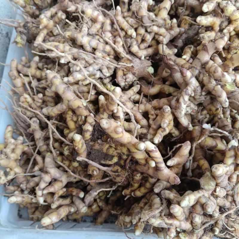 正宗广西姜黄野生姜黄新鲜野生姜黄红姜姜黄新鲜现挖药用黄姜