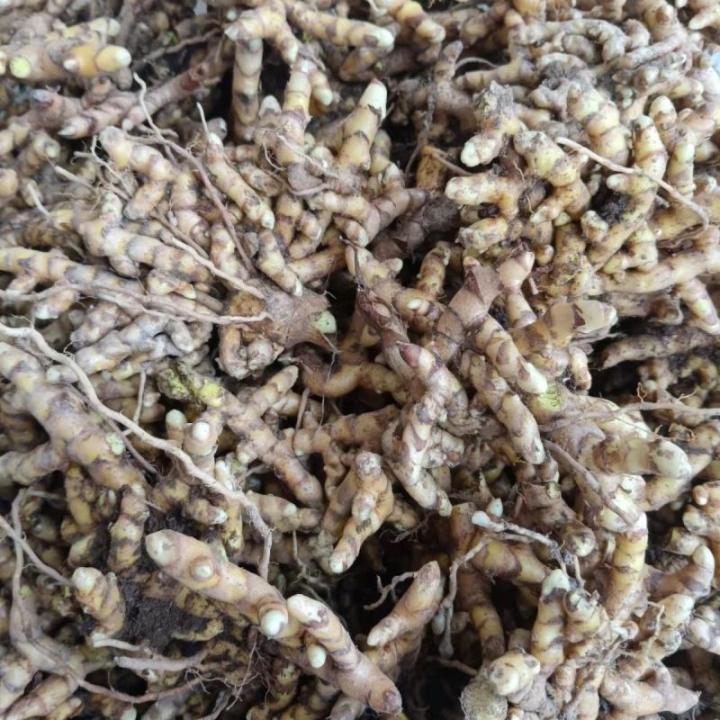 正宗广西姜黄野生姜黄新鲜野生姜黄红姜姜黄新鲜现挖药用黄姜