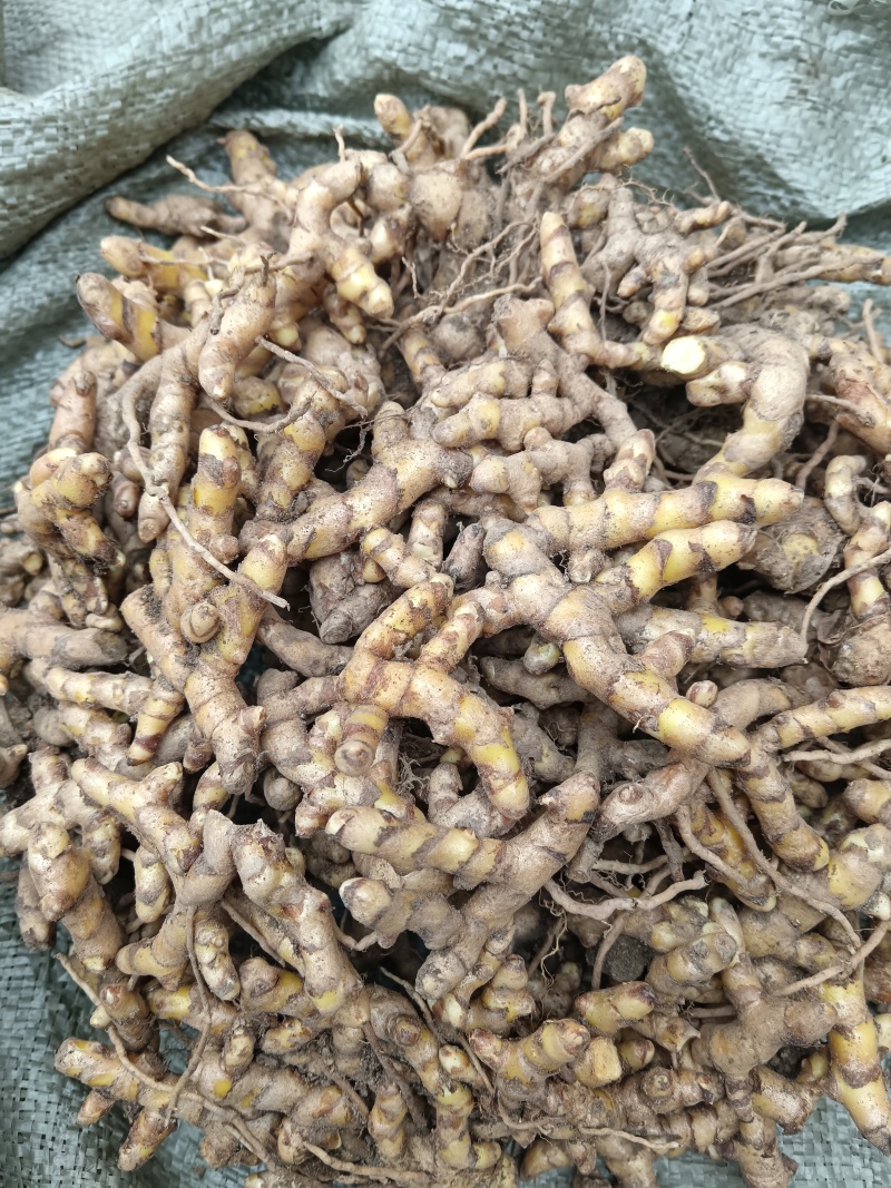 正宗广西姜黄野生姜黄新鲜野生姜黄红姜姜黄新鲜现挖药用黄姜