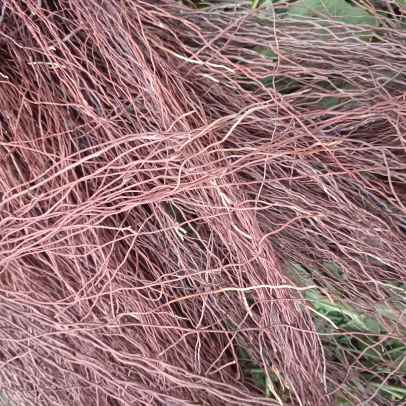 广西新鲜榕树根须,榕树须,正宗榕树须