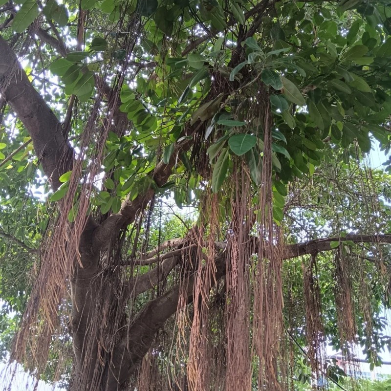 广西新鲜榕树根须,榕树须,正宗榕树须