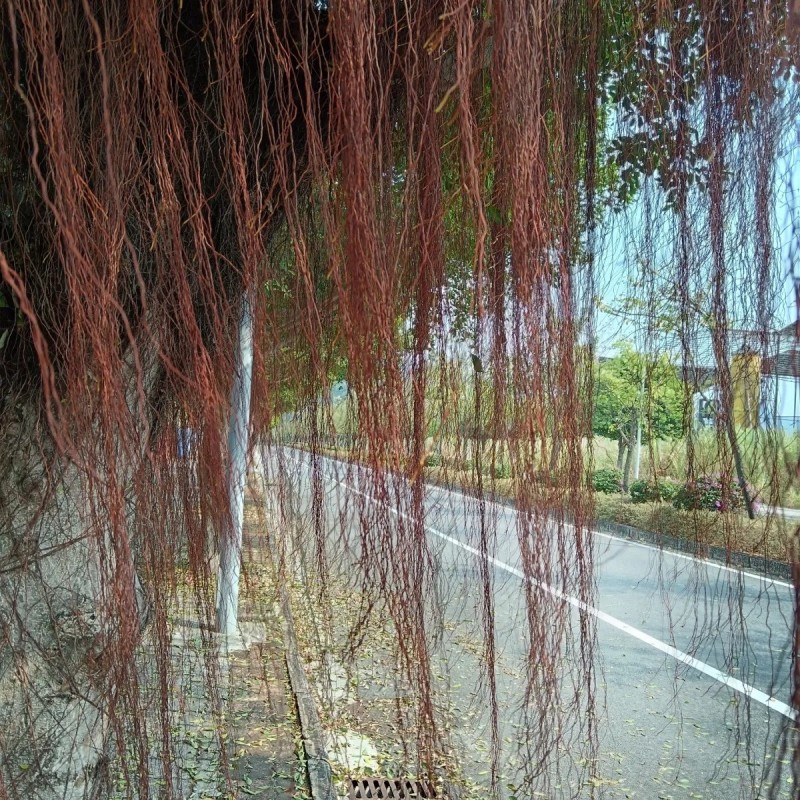 广西新鲜榕树根须,榕树须,正宗榕树须
