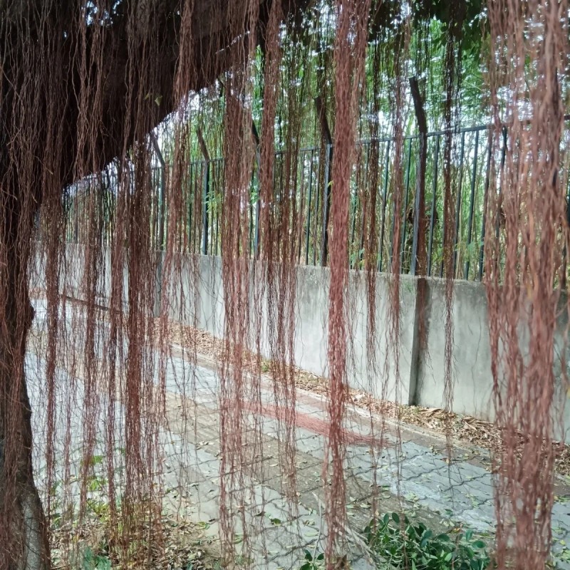 广西新鲜榕树根须,榕树须,正宗榕树须