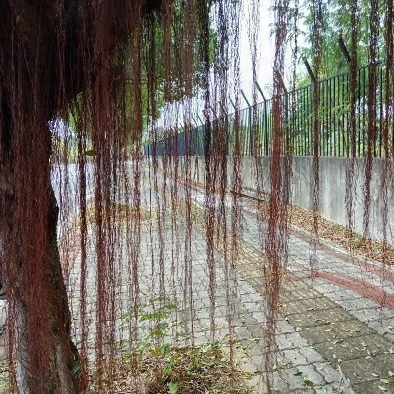 广西新鲜榕树根须,榕树须,正宗榕树须