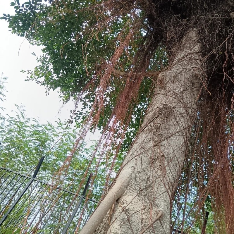 广西新鲜榕树根须,榕树须,正宗榕树须