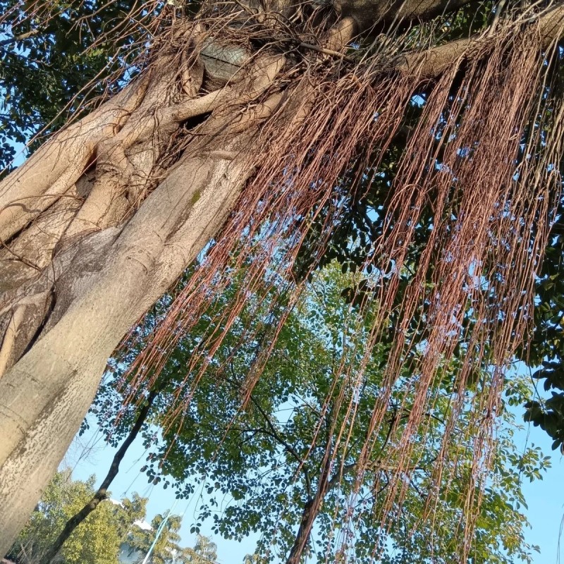 广西新鲜榕树根须,榕树须,正宗榕树须