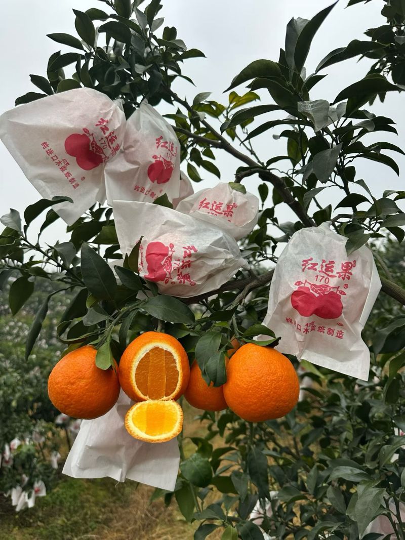 爱媛橙/爱媛果冻橙/产区直发/大量有货