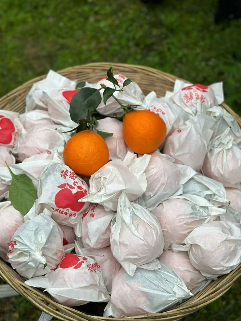 爱媛橙/爱媛果冻橙/产区直发/大量有货