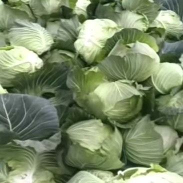 高山脆连花白2-4斤标准市场货