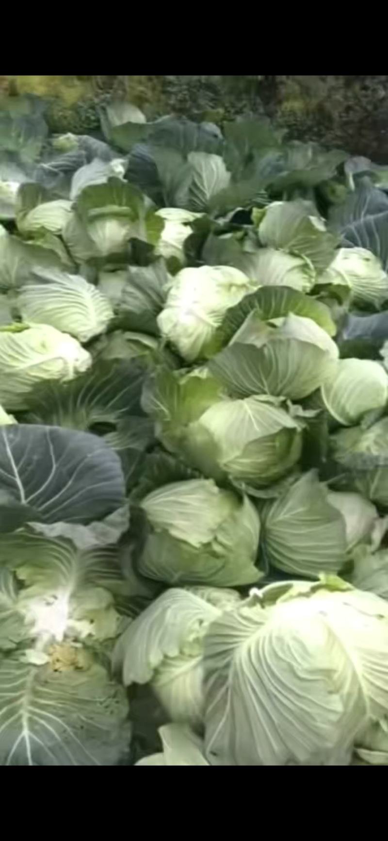 高山脆连花白2-4斤标准市场货