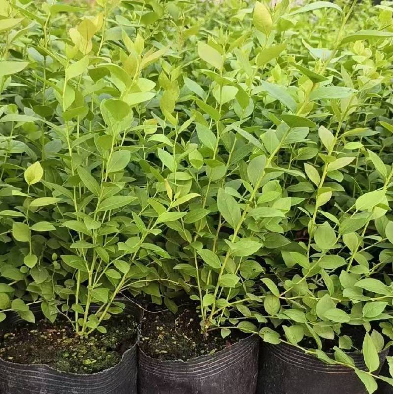 蓝莓苗盆栽地栽果树苗四季南北方种植山东基地直发。