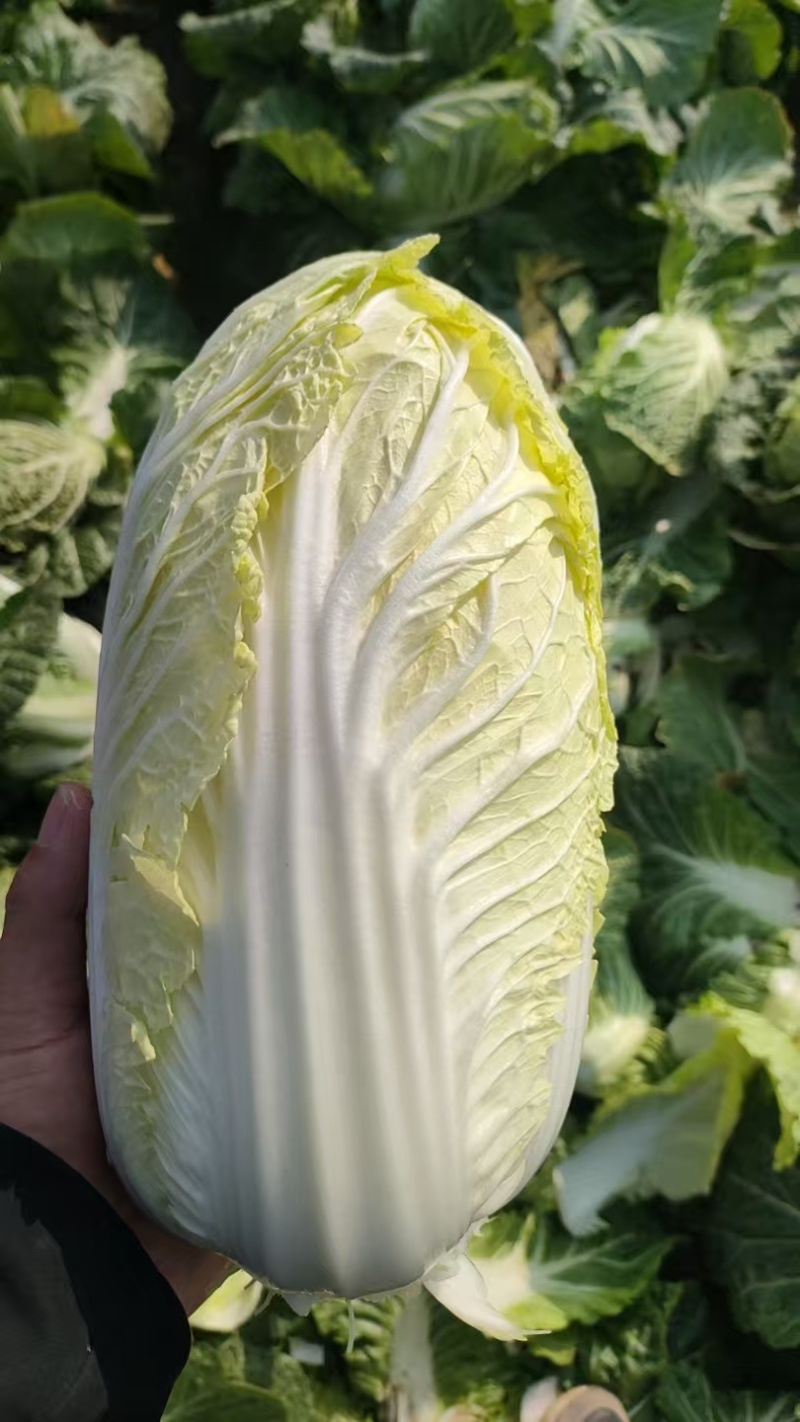 精品娃娃菜产地一手货源全国发货量大价优欢迎随时联系