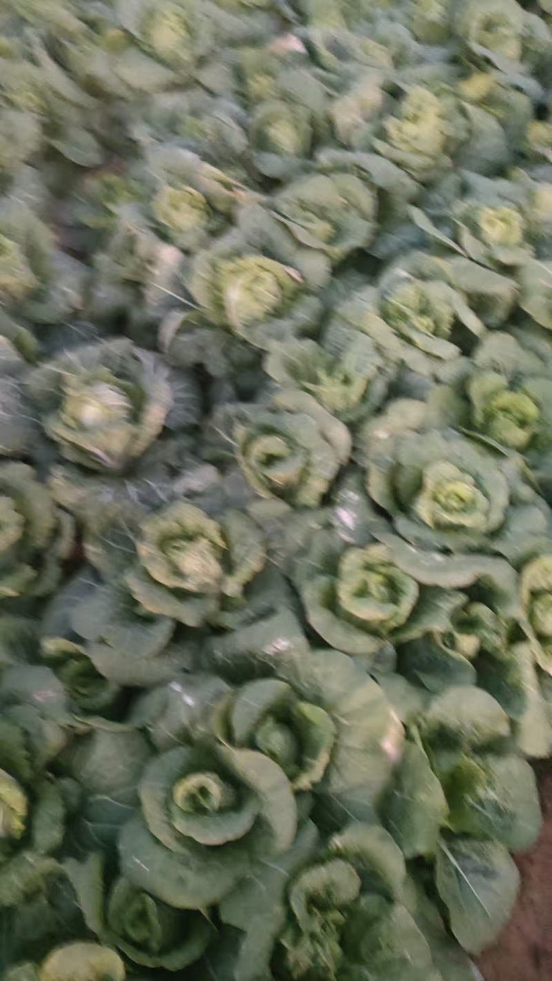 精品娃娃菜产地一手货源全国发货量大价优欢迎随时联系