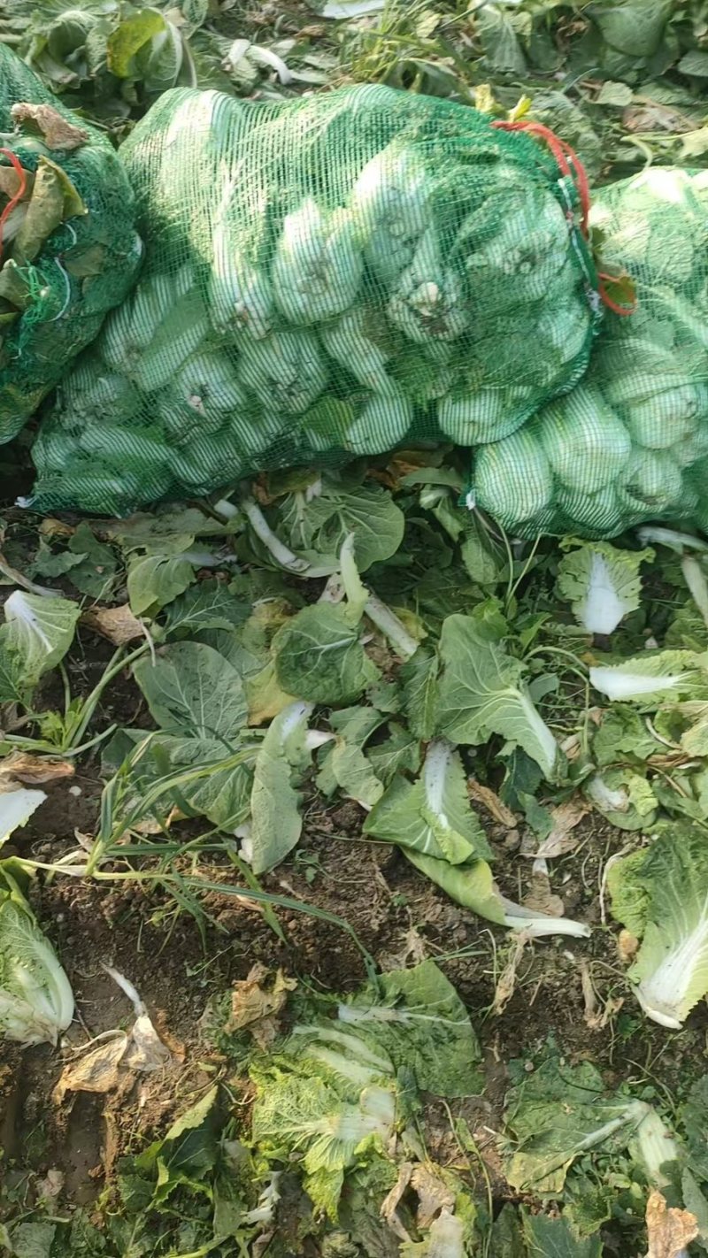 精品娃娃菜产地一手货源全国发货量大价优欢迎随时联系
