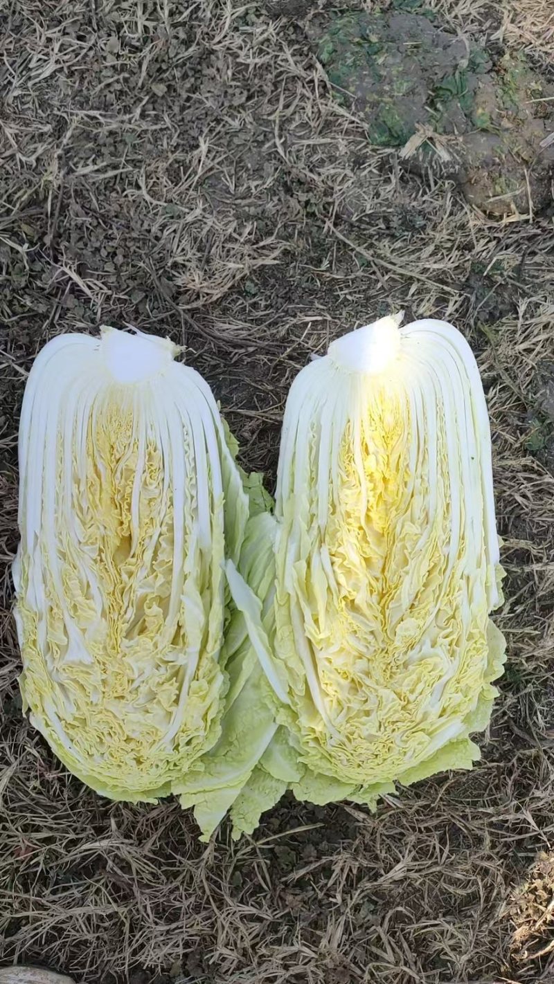 精品娃娃菜产地一手货源全国发货量大价优欢迎随时联系