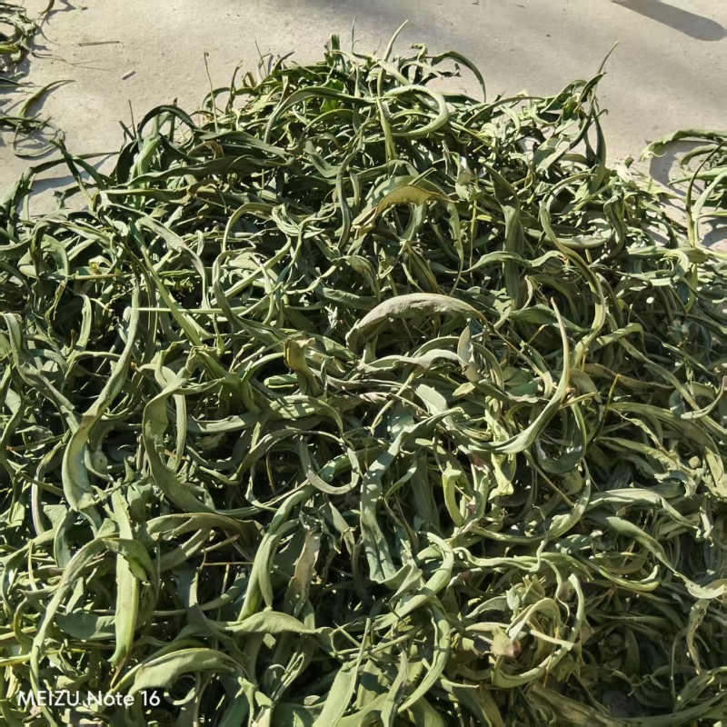 化石草大叶