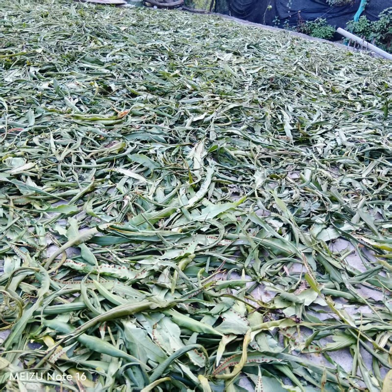 化石草大叶