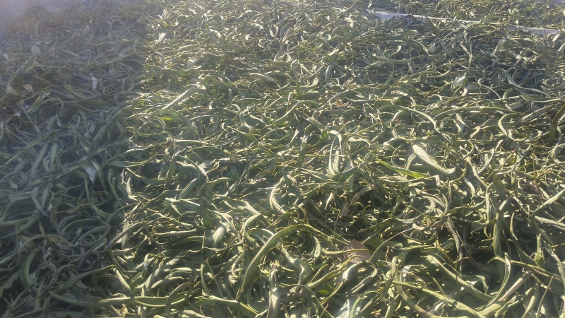 化石草大叶