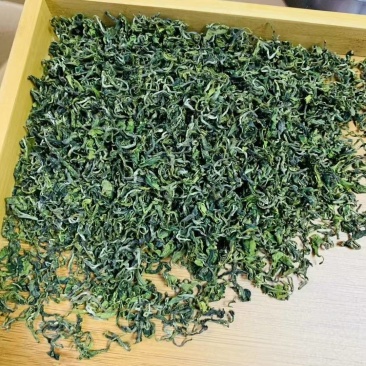 日照绿茶秋茶一芽一