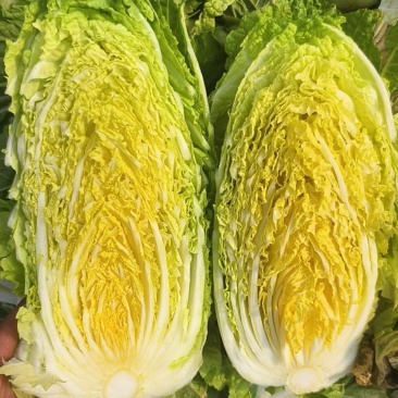 山东黄心白菜