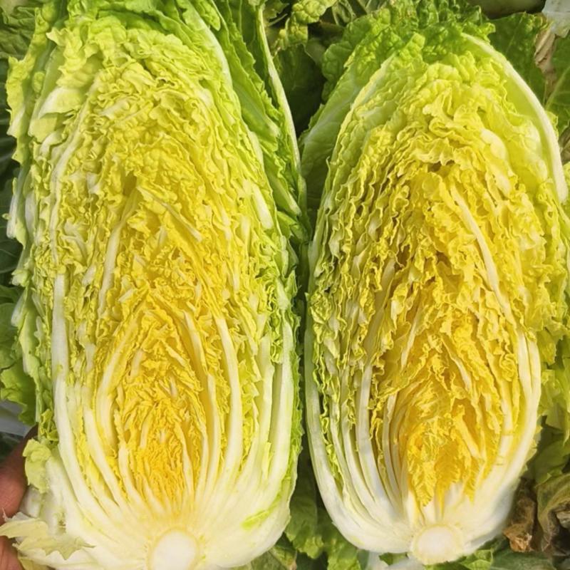 山东黄心白菜