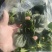 精品菠菜，大小叶菠菜，圆叶菠菜。脱水欢迎新老朋友前来选购