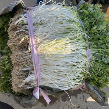 新鲜白芹